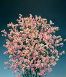 China Cerise